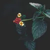 aazaw6