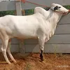 shehrozrajput57