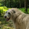 wolfhoundlover