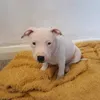 rocco2022tilly