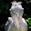 its_birdie0v0
