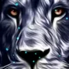 akulaakula77