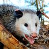 internetpossum