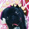 pug__jackie