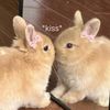 nova_fun