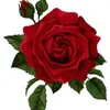 user183540008