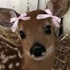 coquettebabyydeer