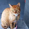 enzo19200611