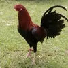 jaime_untalan