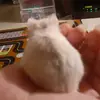 lenakonoo