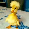 user_17579775191737