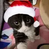 luvsamyiang