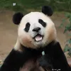 linhlinh29010