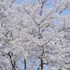 diemsuong1108