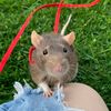 ratons.244