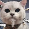 tranhuykhanh93