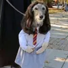 mister_crest