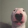 urdogiscutee