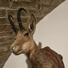 testenmiha