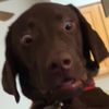 Beegan K9