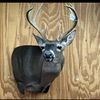 whitetail225_
