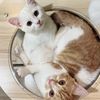 fufupeipei_coolcat