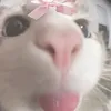 dc__wee