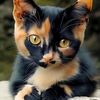 perlyn_56