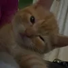 _threecat08