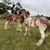 the_clydesdale_boys