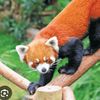 reddredpanda
