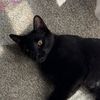 petweeny