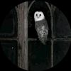 mysticalmenagerie