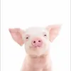 superoinkoink