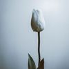 littletulips93