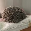 pepperthehedgehog124