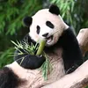 haxuyen249