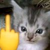 monky.abi