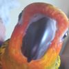 adoltik