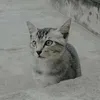 uvaydothisao_thisao