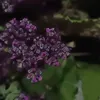 lalalalalalalalalalalada