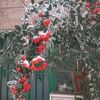alich064