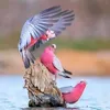 eng.saad80