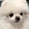 dogmeatz