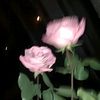whoislabeeqa