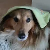 indianacordula