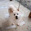 eyyemsi