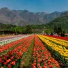 kashmiri_taz