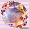 mainecoon.ange