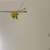 pruppu